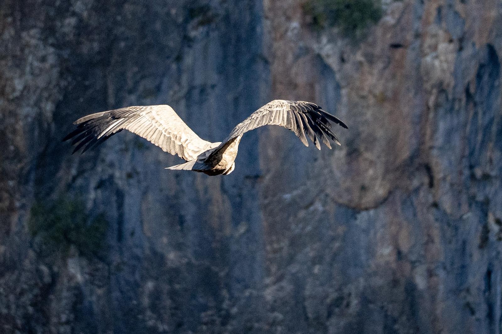 Shows a Griffon Vulture in flight with vertical rocky cliffs behind in shadow