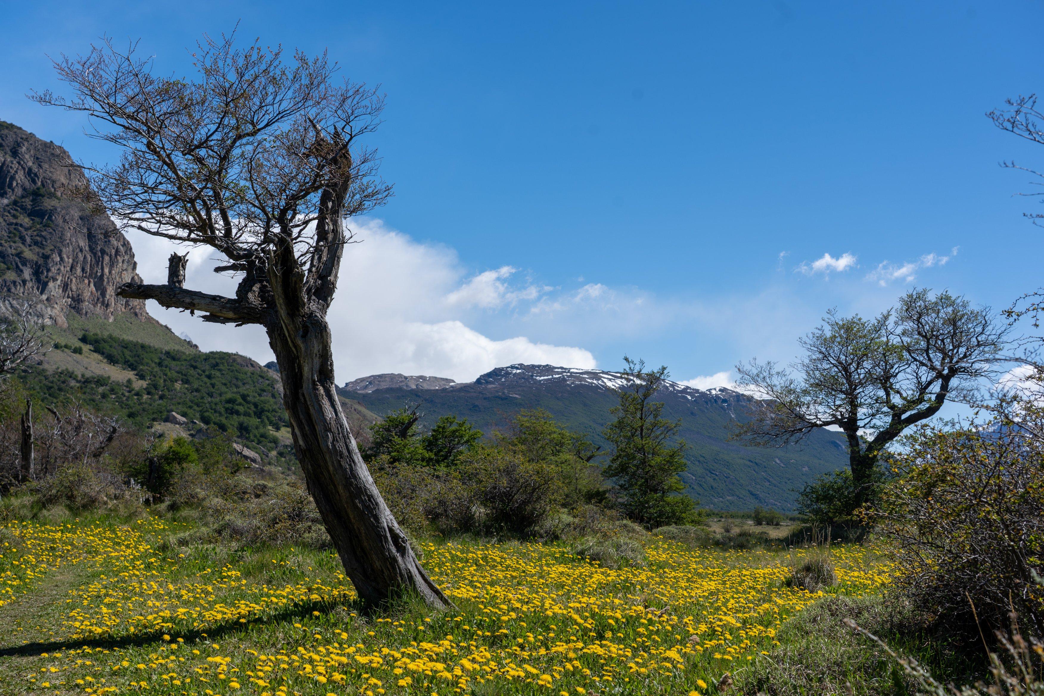 A lone tree in the middle of a dandylion field