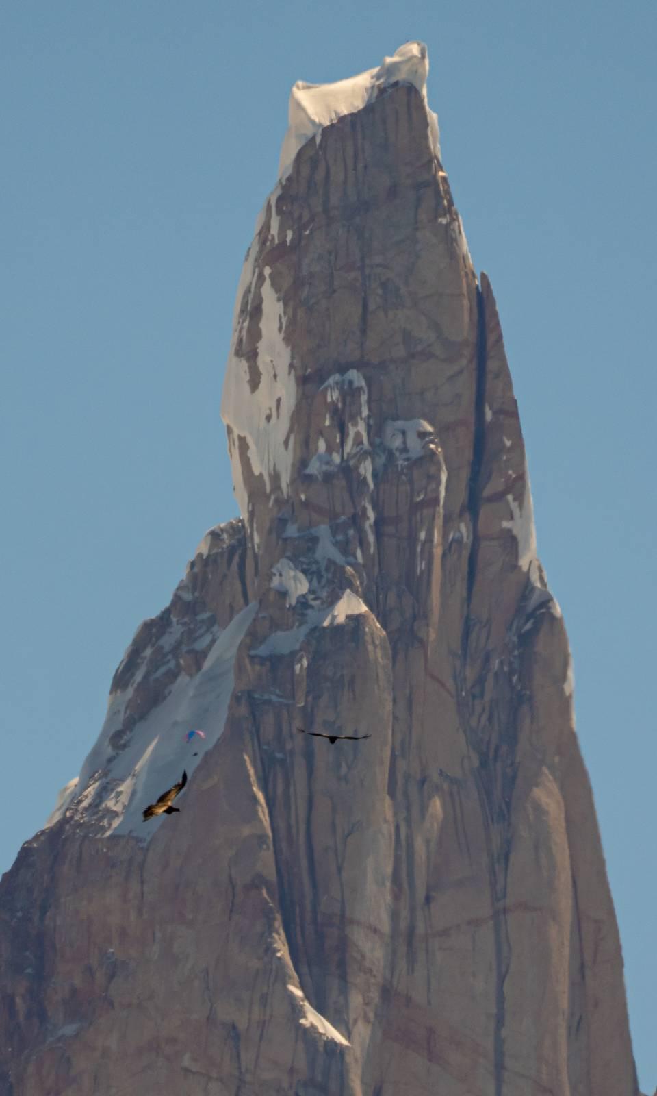 2 Condors fly in front of Cerro Torre summit. In the background against a snowfield is a paraglider.