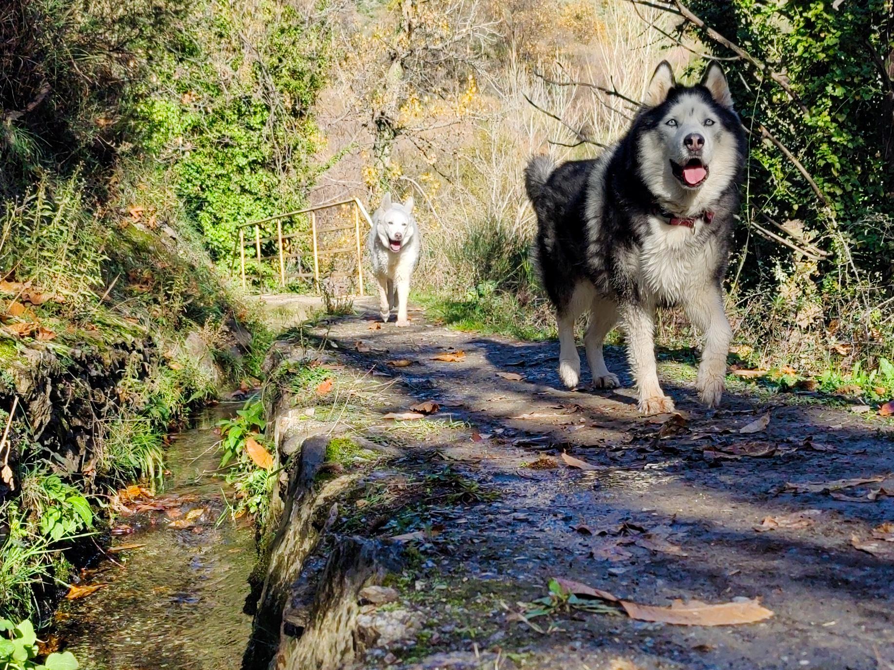 A Siberian husky cross looks very pleased with himself strutting along a path with a smaller white dog behind