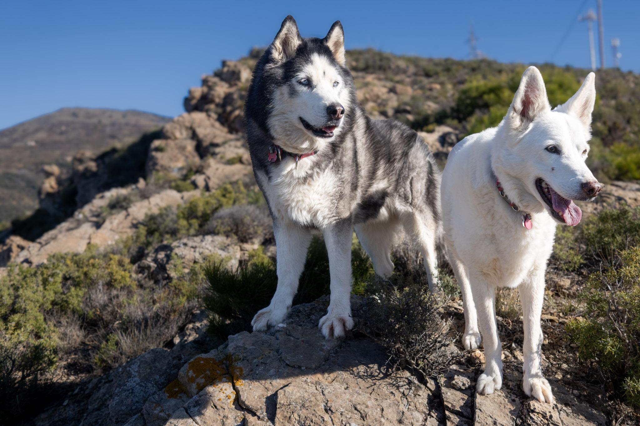 Arko the Husky/Malmute cross and Rita the white mix looking out from a small ledge on a hillside