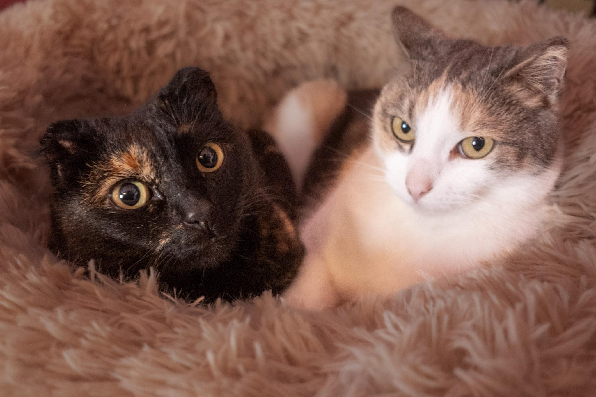 A black cat and a brown and white cat sit in a fluffy bed