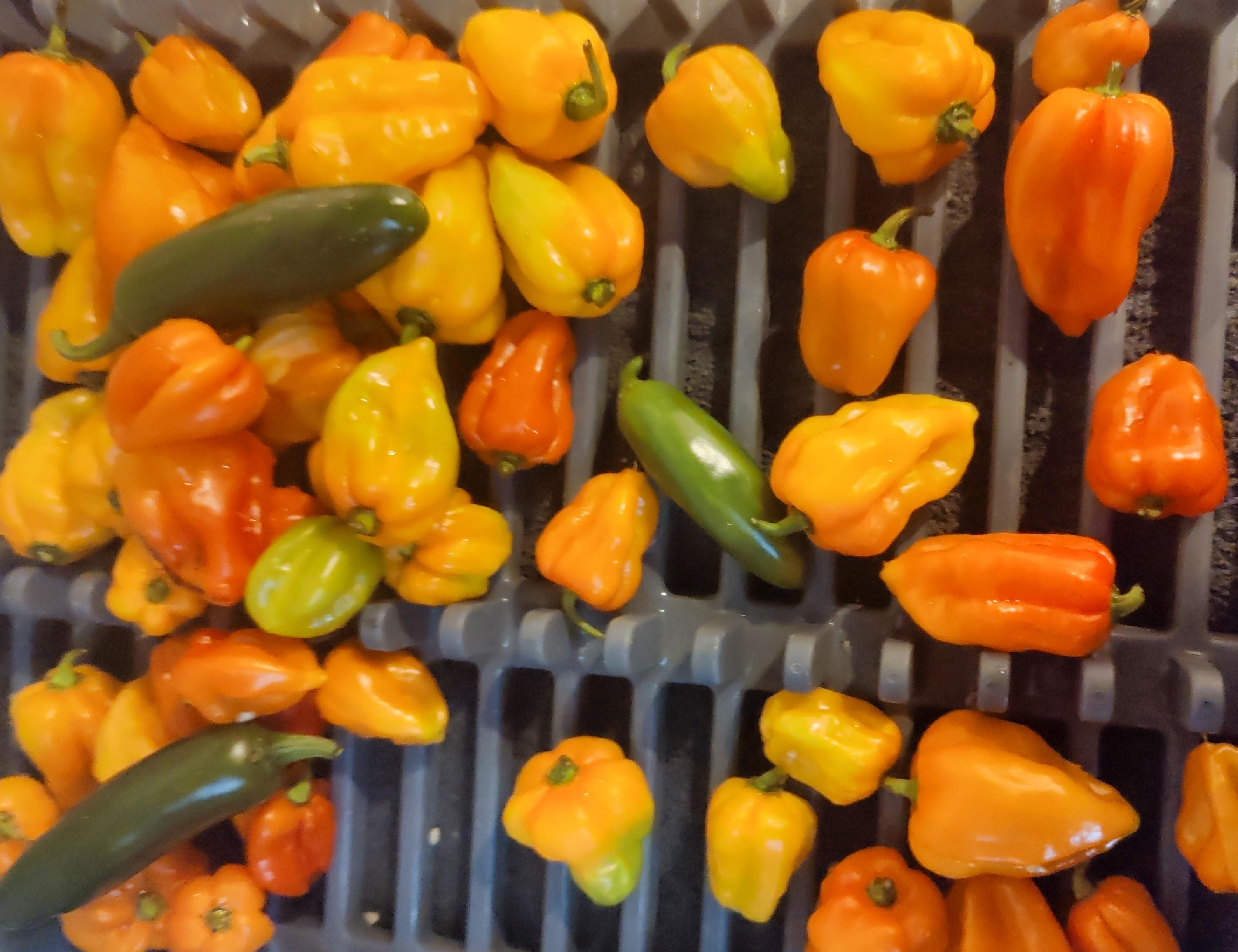 Colourful whole chilies