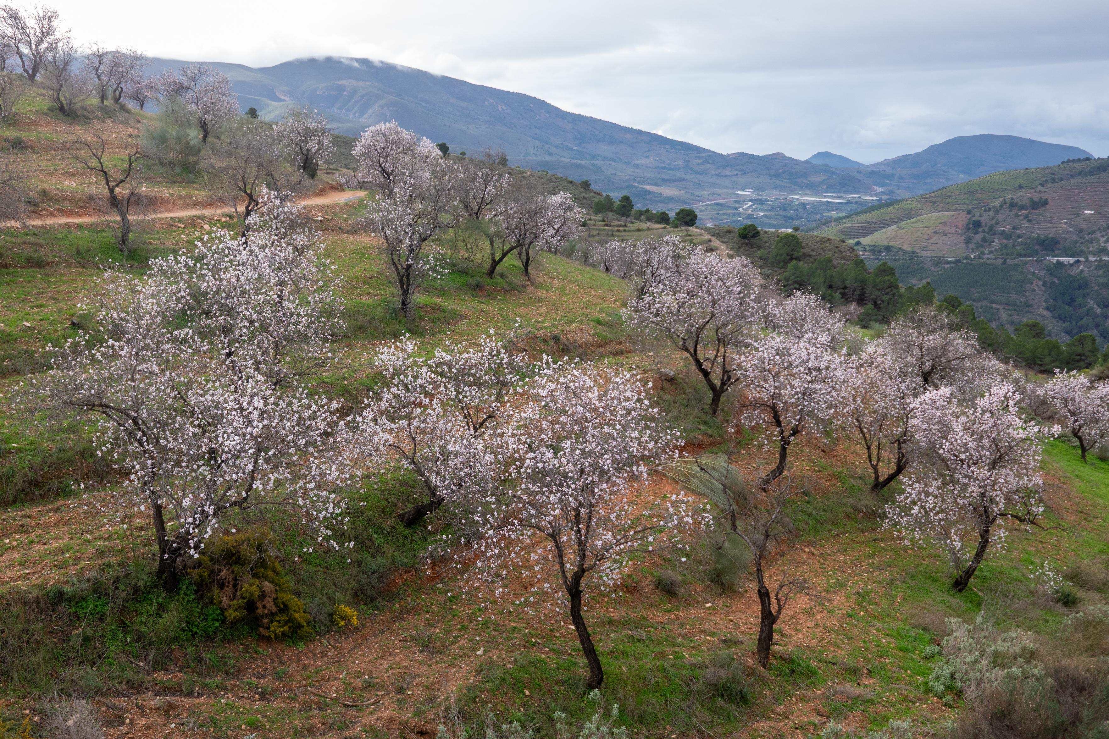 White and pink almond blossom adorn hillside terraces. Distant views to the coast