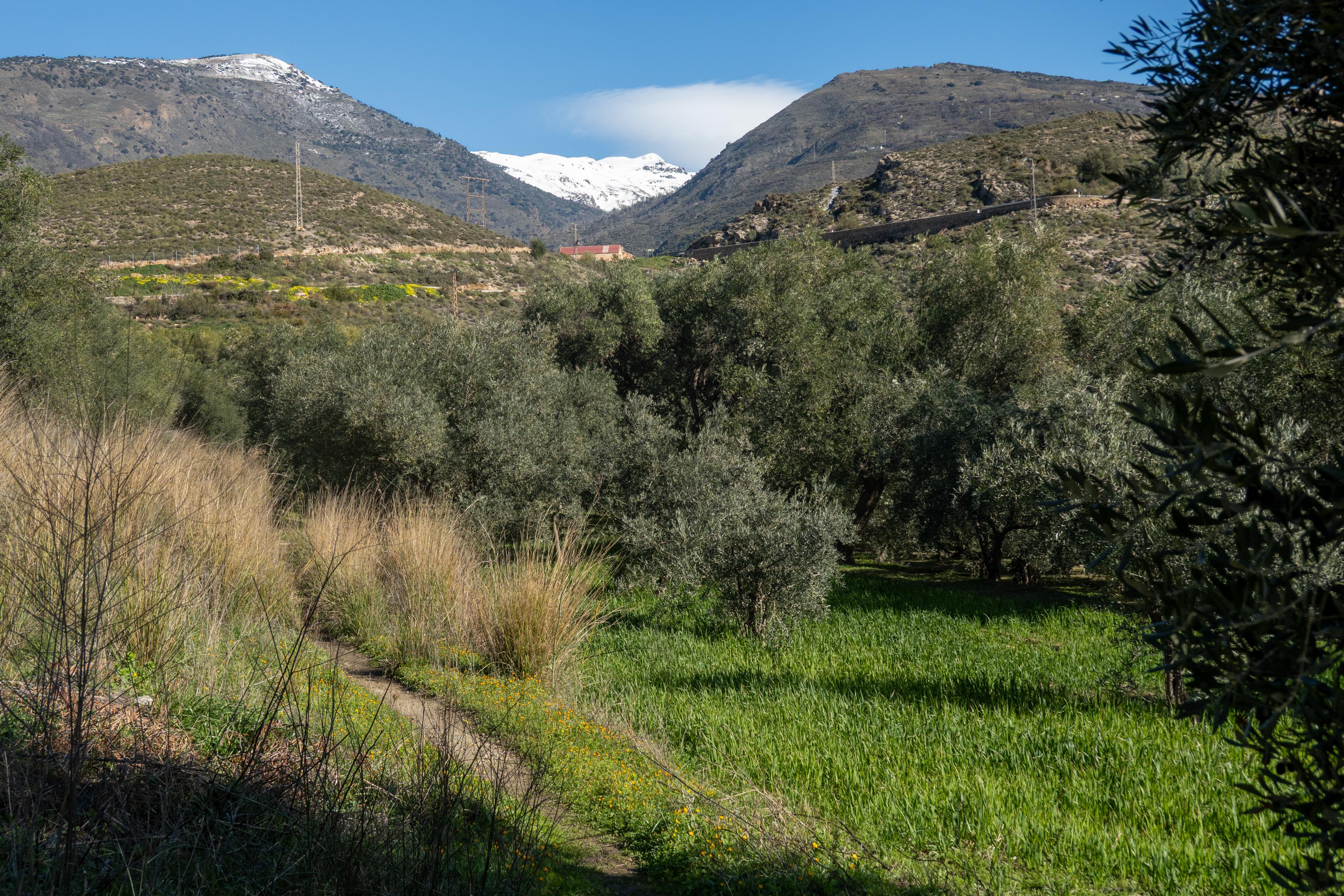 Green olive groves contrast with a high mountain with snow and blue sky above