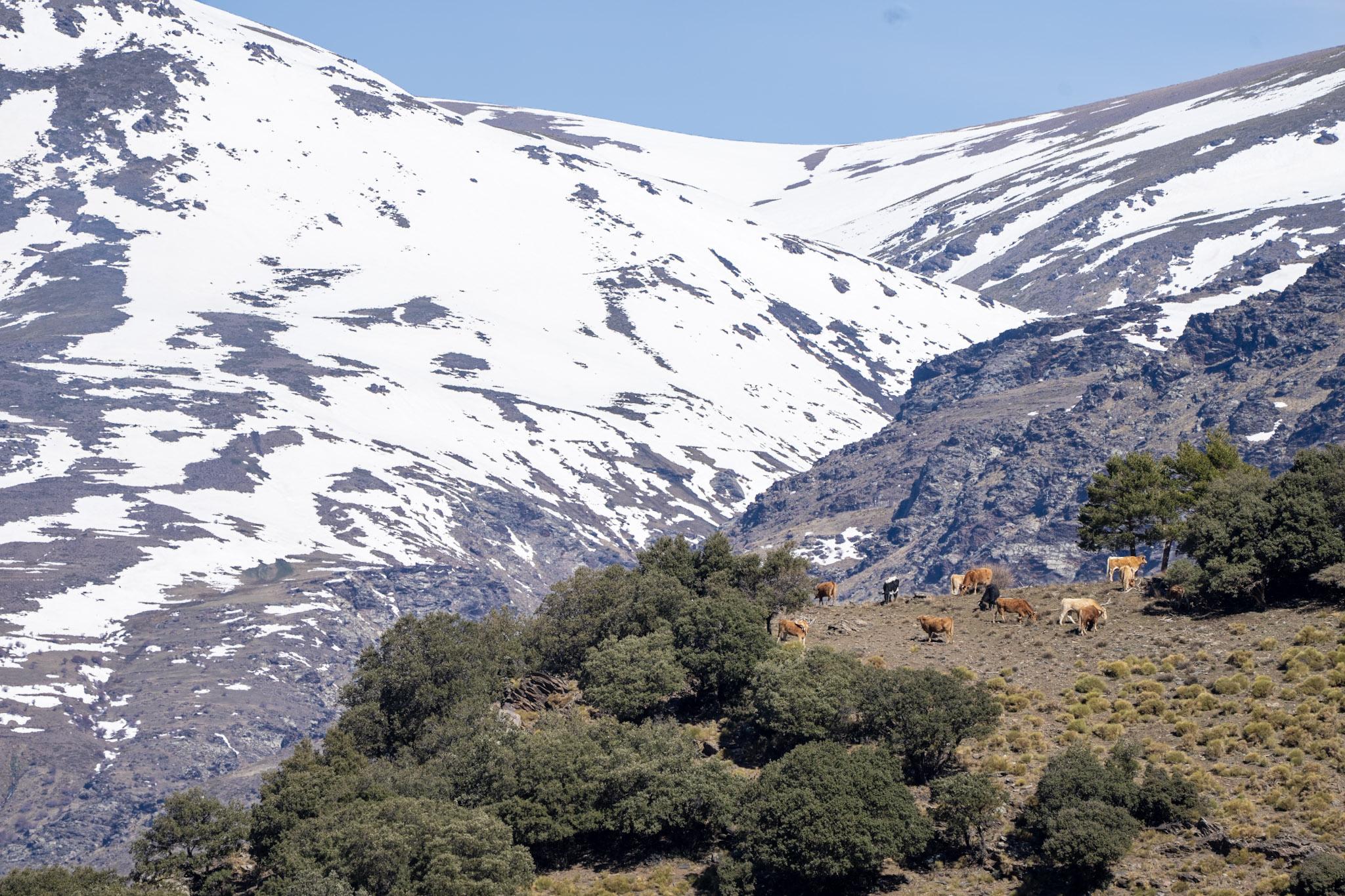 A herd of cows sits on a small grassy plateau to the right. Behind are valleys and snow covered mountain slopes