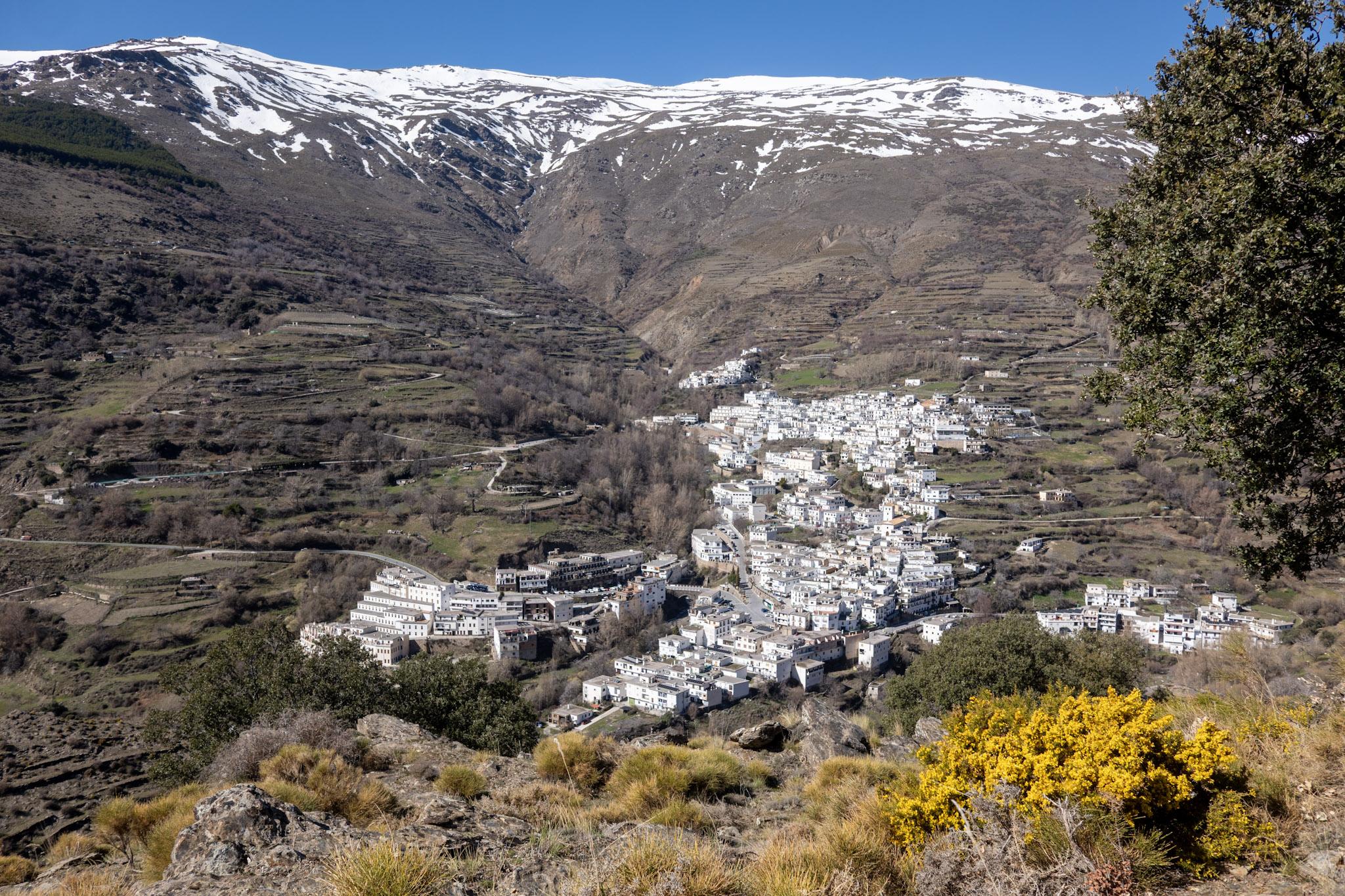 Looking down on the white village of Trevelez. In the foreground is a bush of bright yellow flowers. Behind the village steep slopes lead to mountain snows