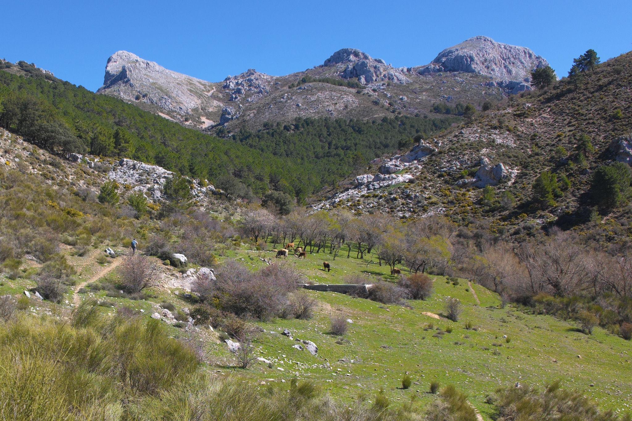 The Peñon del Jorobado and Majalijar mountains with forests and hillsides leading to an open grassland area