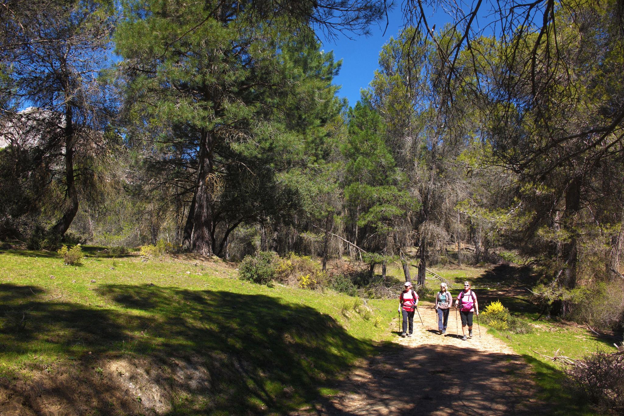 Three people hike through are illuminated by the sun as they pass through a shadowed forest area
