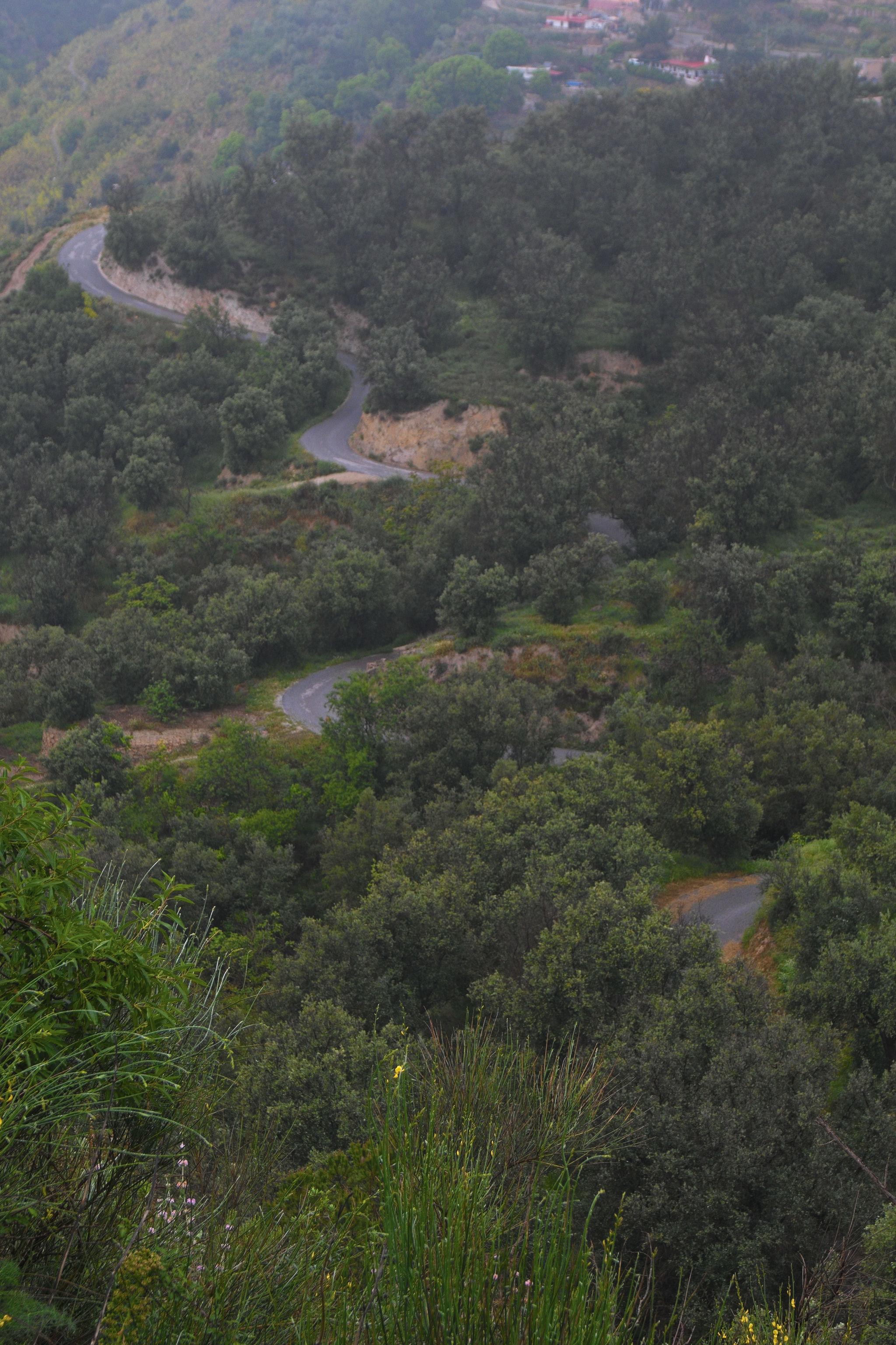 A small local road winds and meanders it's way uphill through lush green woods 