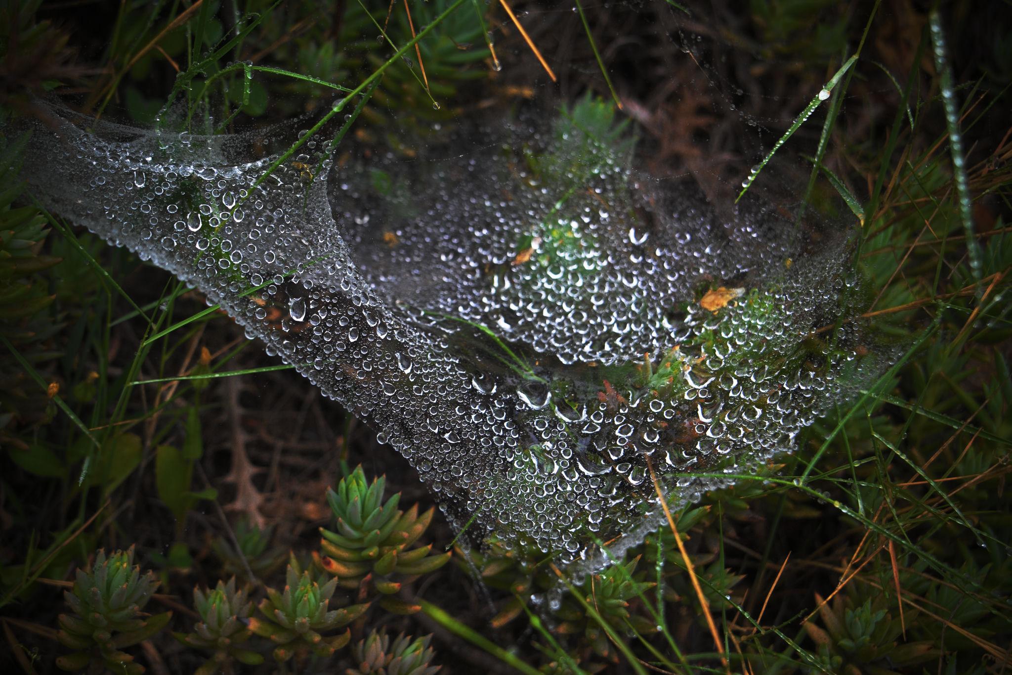 Spiders web amongst the scrubs and plants. Covered in droplets of morning dew
