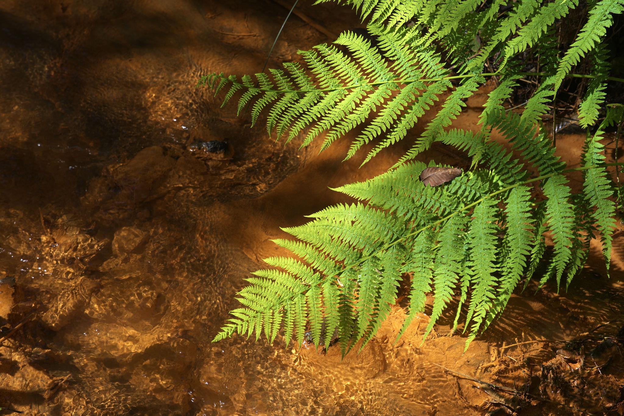 Some green ferns above an iron coloured stream bed