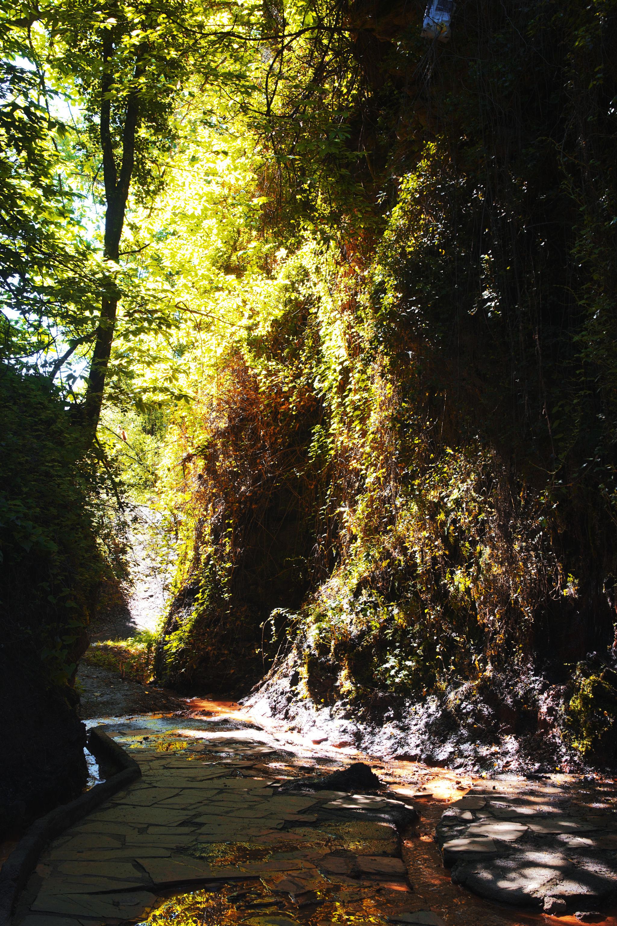 Morning light shines through a narrow tree lined gorge