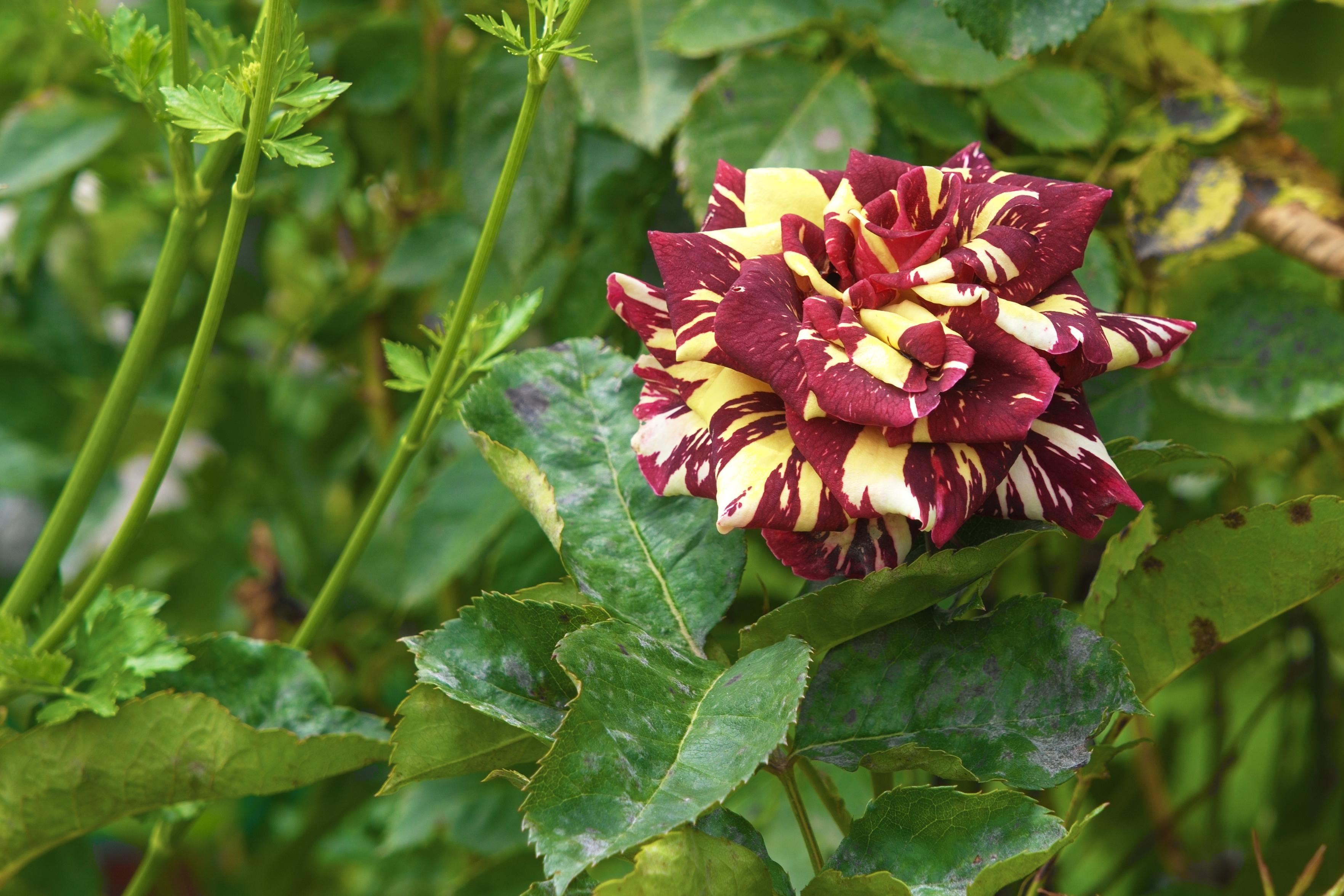 A multi colored rose