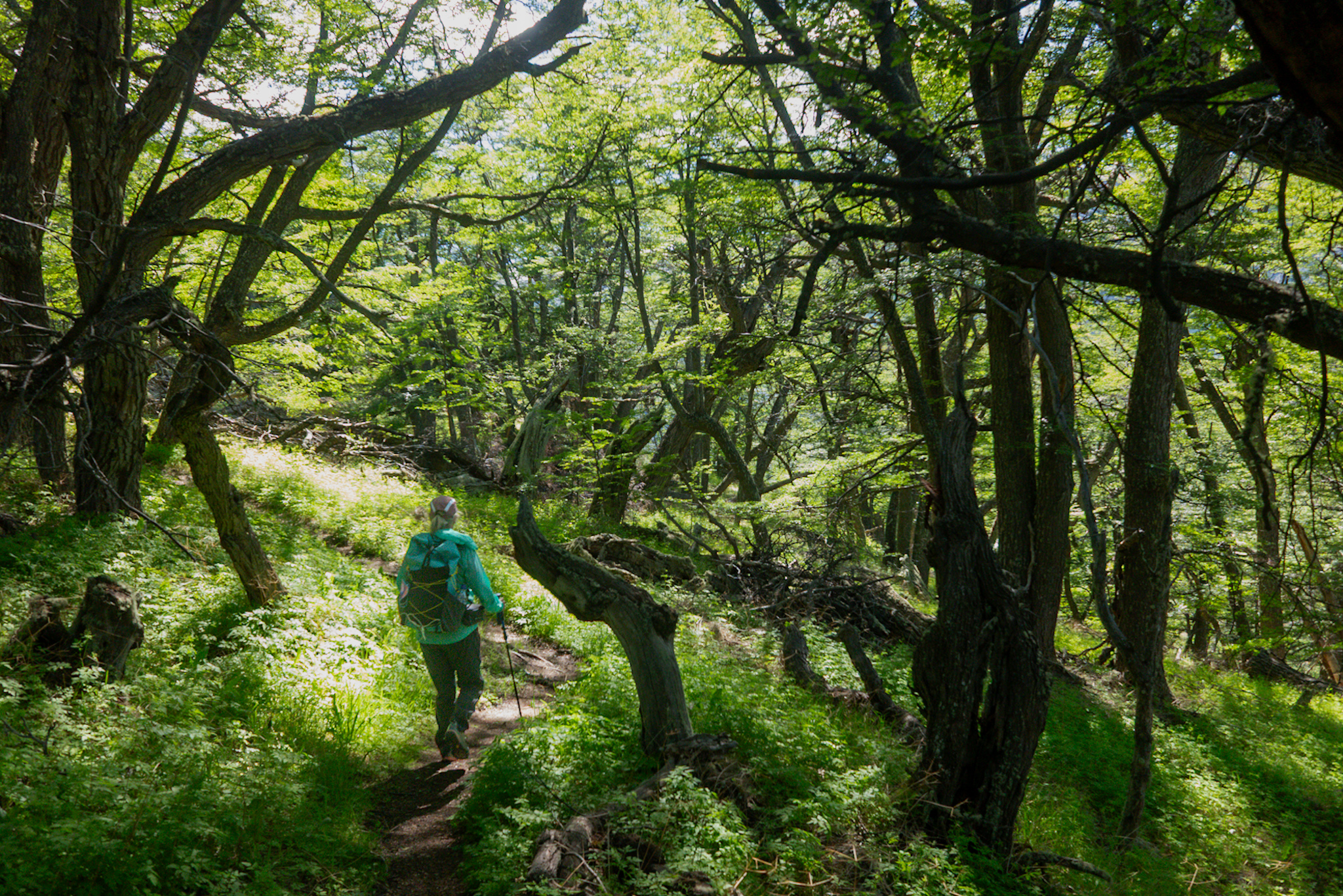 Trail through the chaotic forest