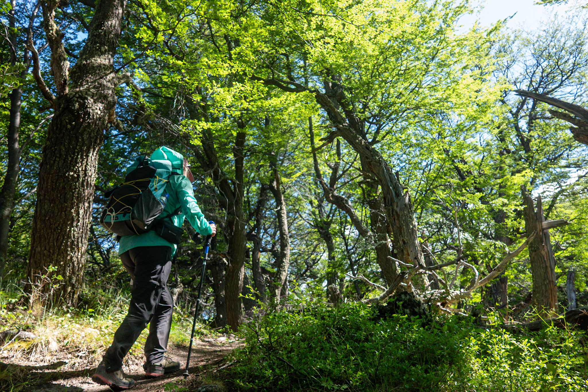 Trail through the chaotic forest