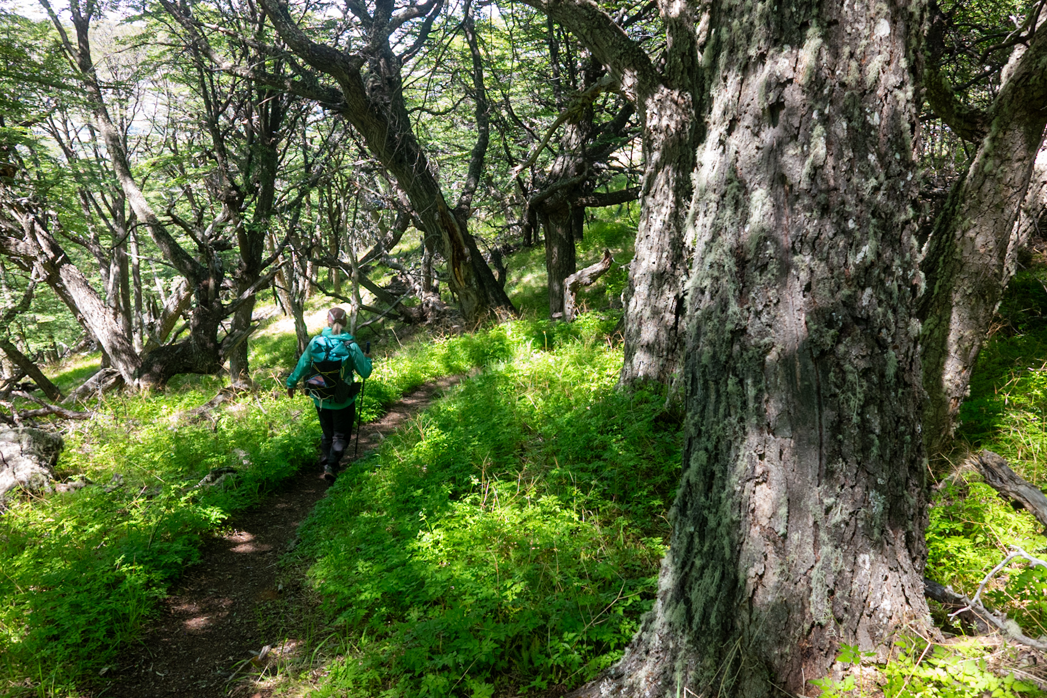 Trail through the chaotic forest