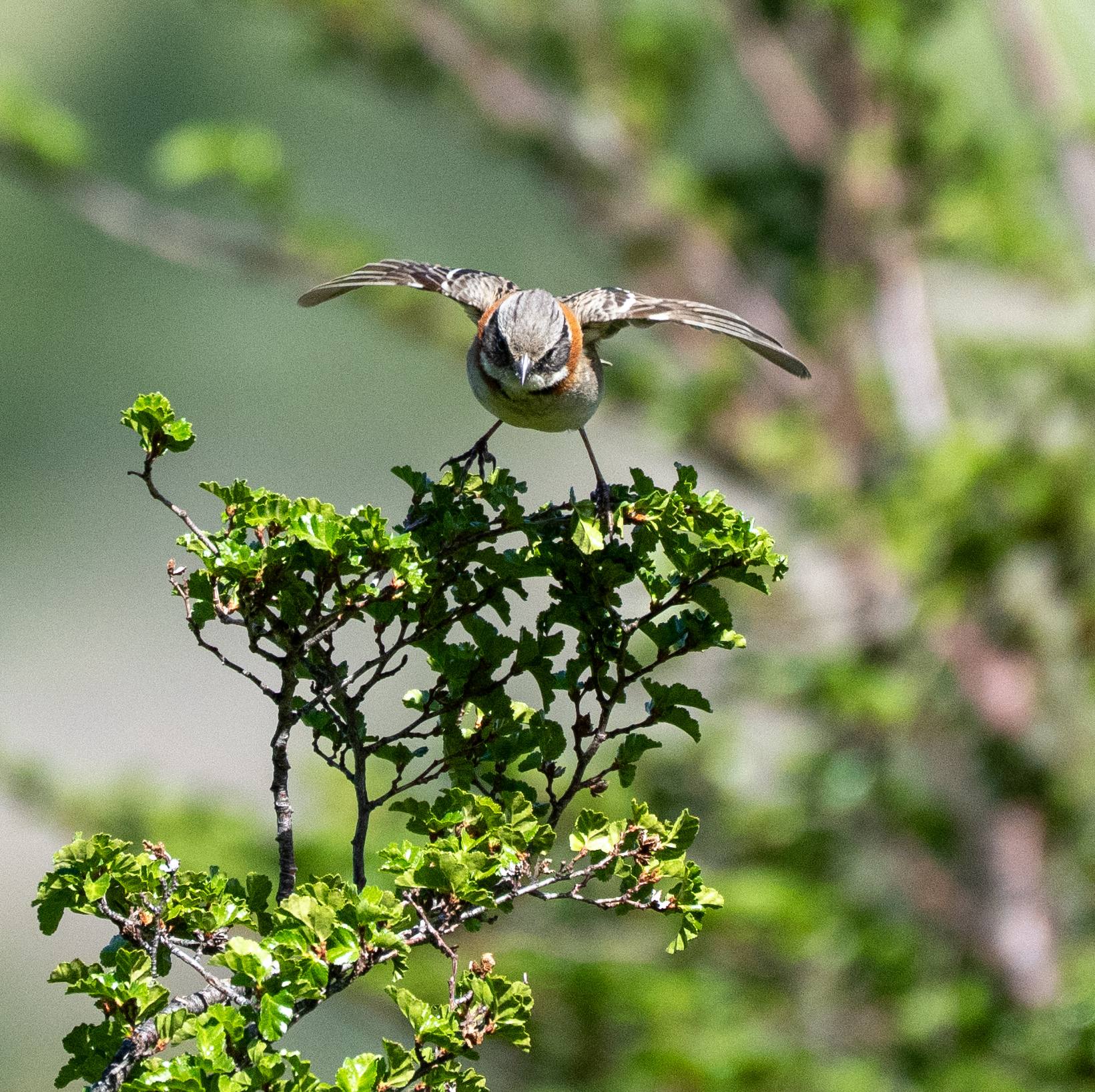 Rufous-collared Sparrow