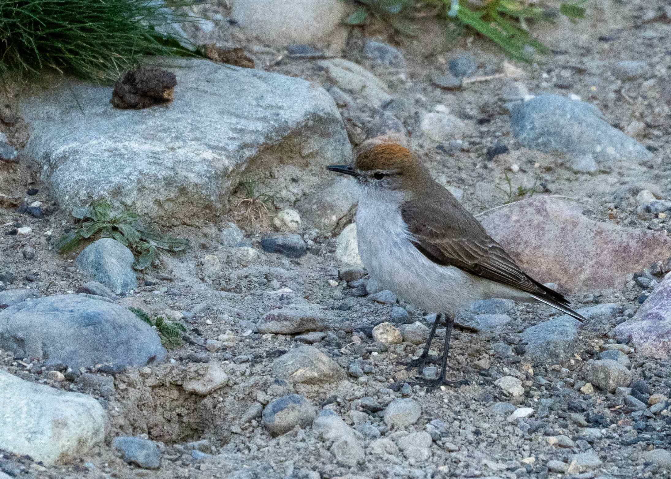Feathered Findings November 2nd