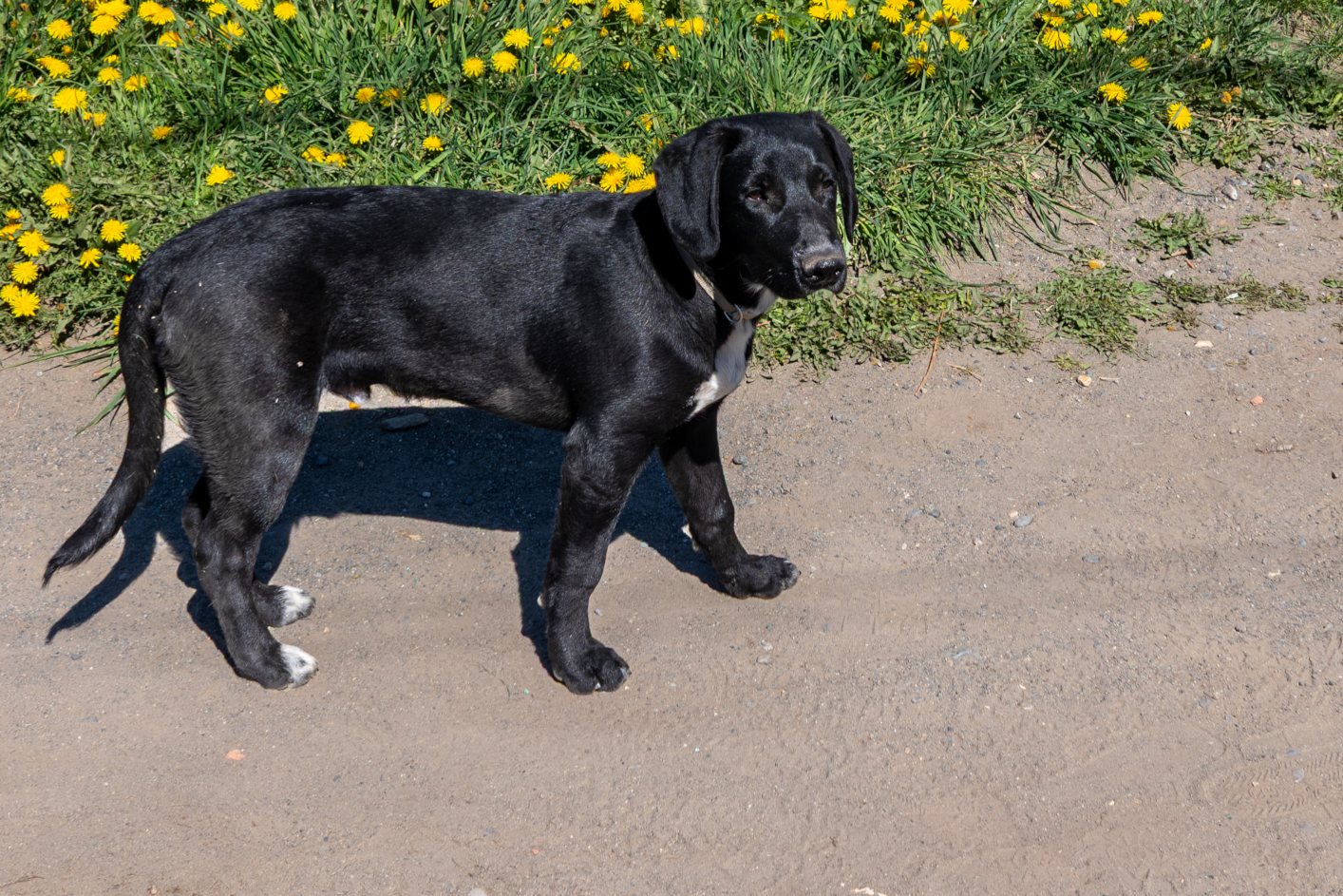 One of El Chaltens many friendly four legged friends