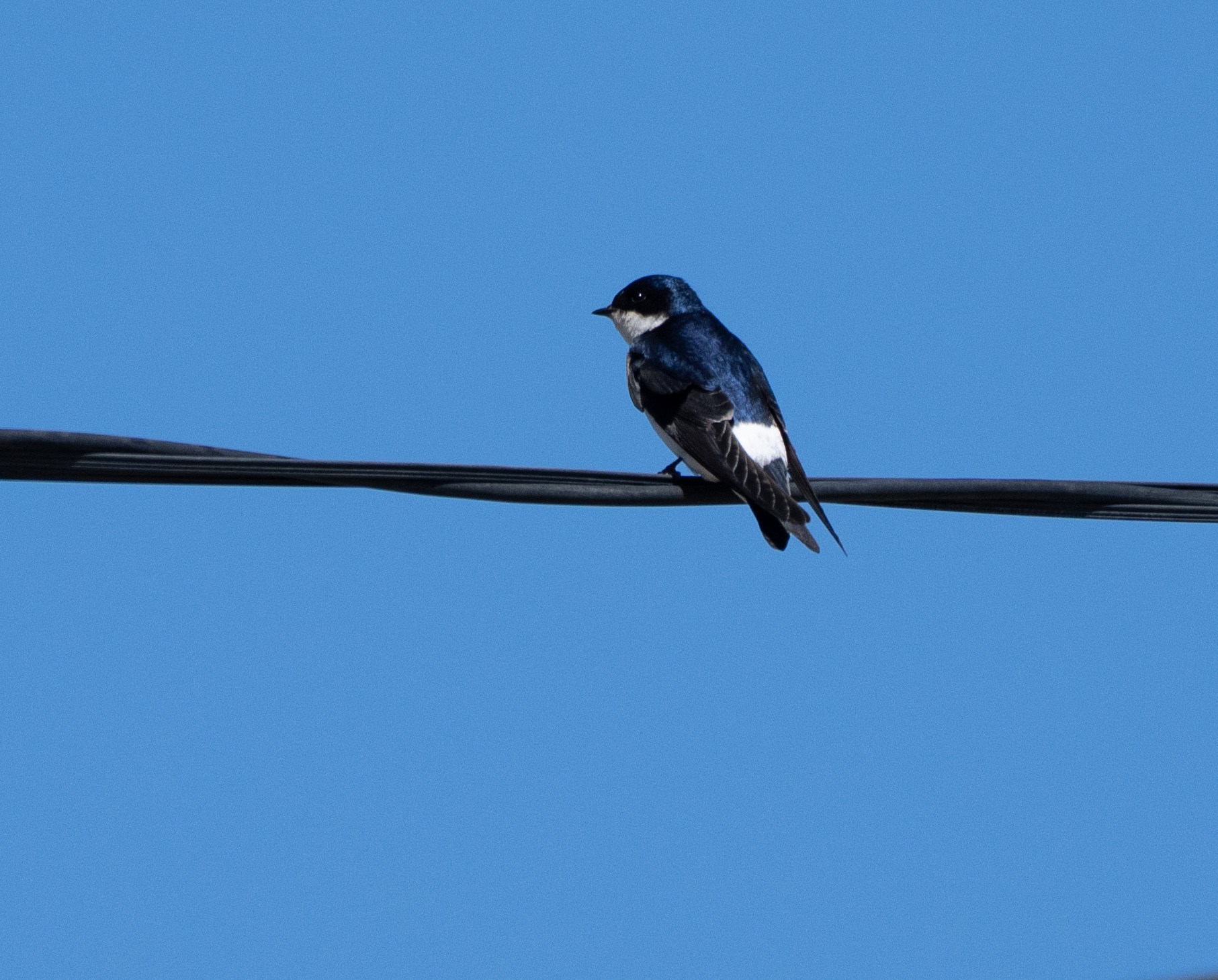 Chilean Swallow??