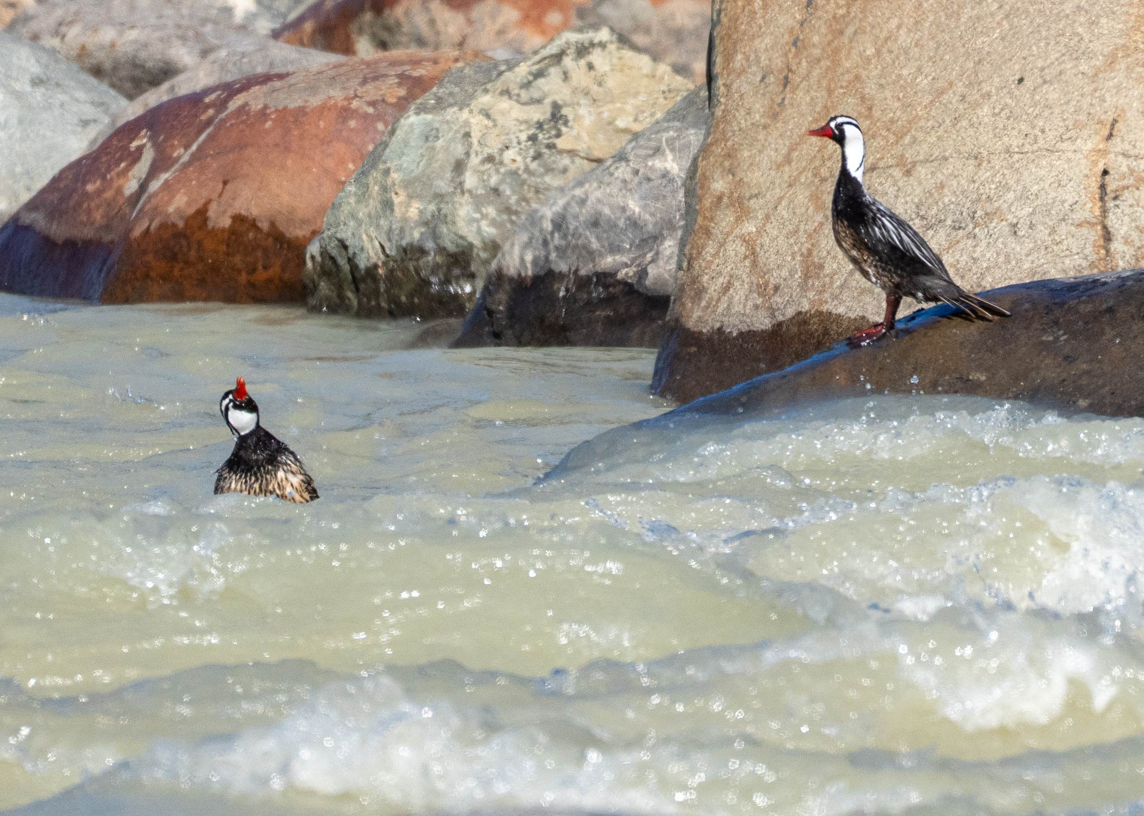 Male Torrent Duck in Rio Fitzroy