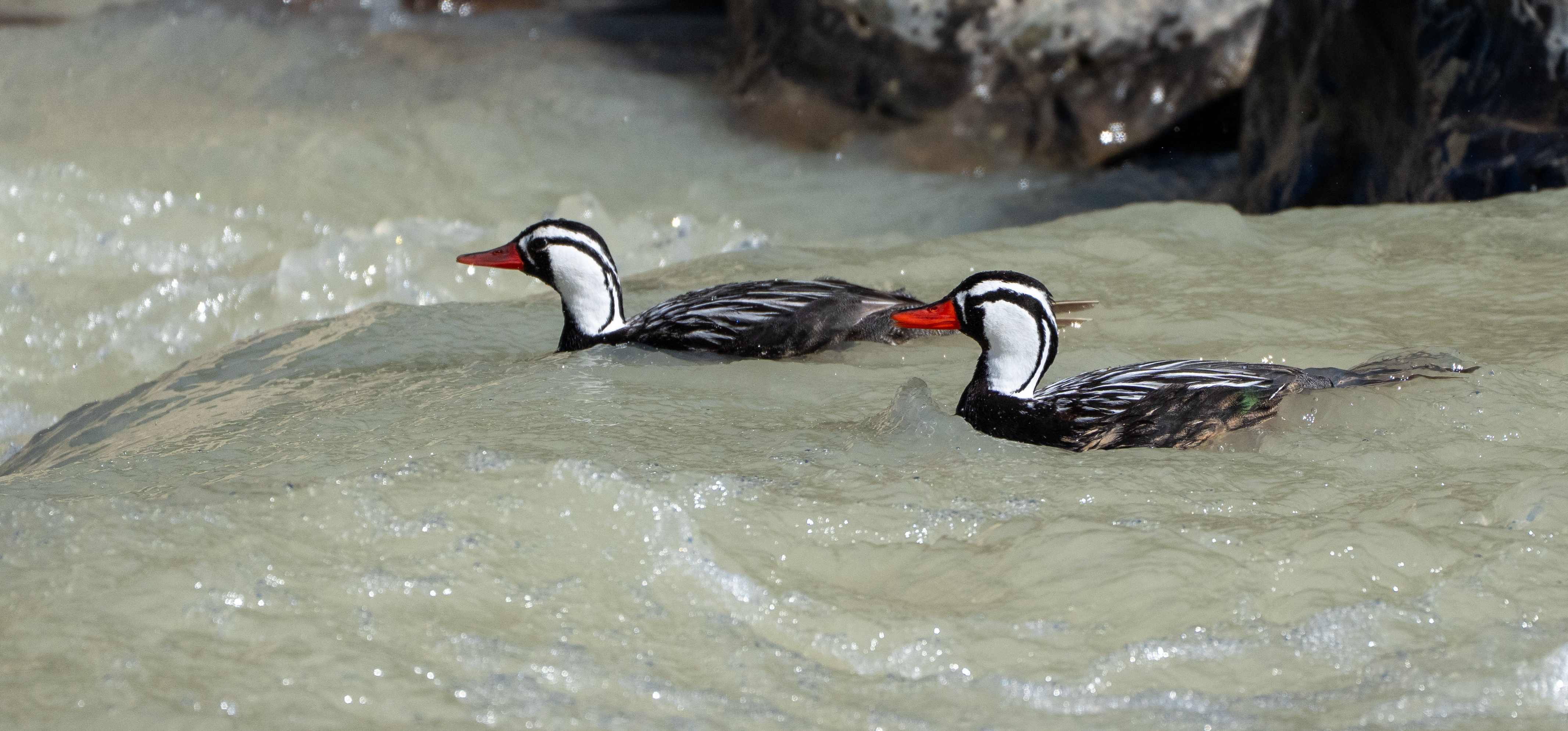Male Torrent Duck in Rio Fitzroy