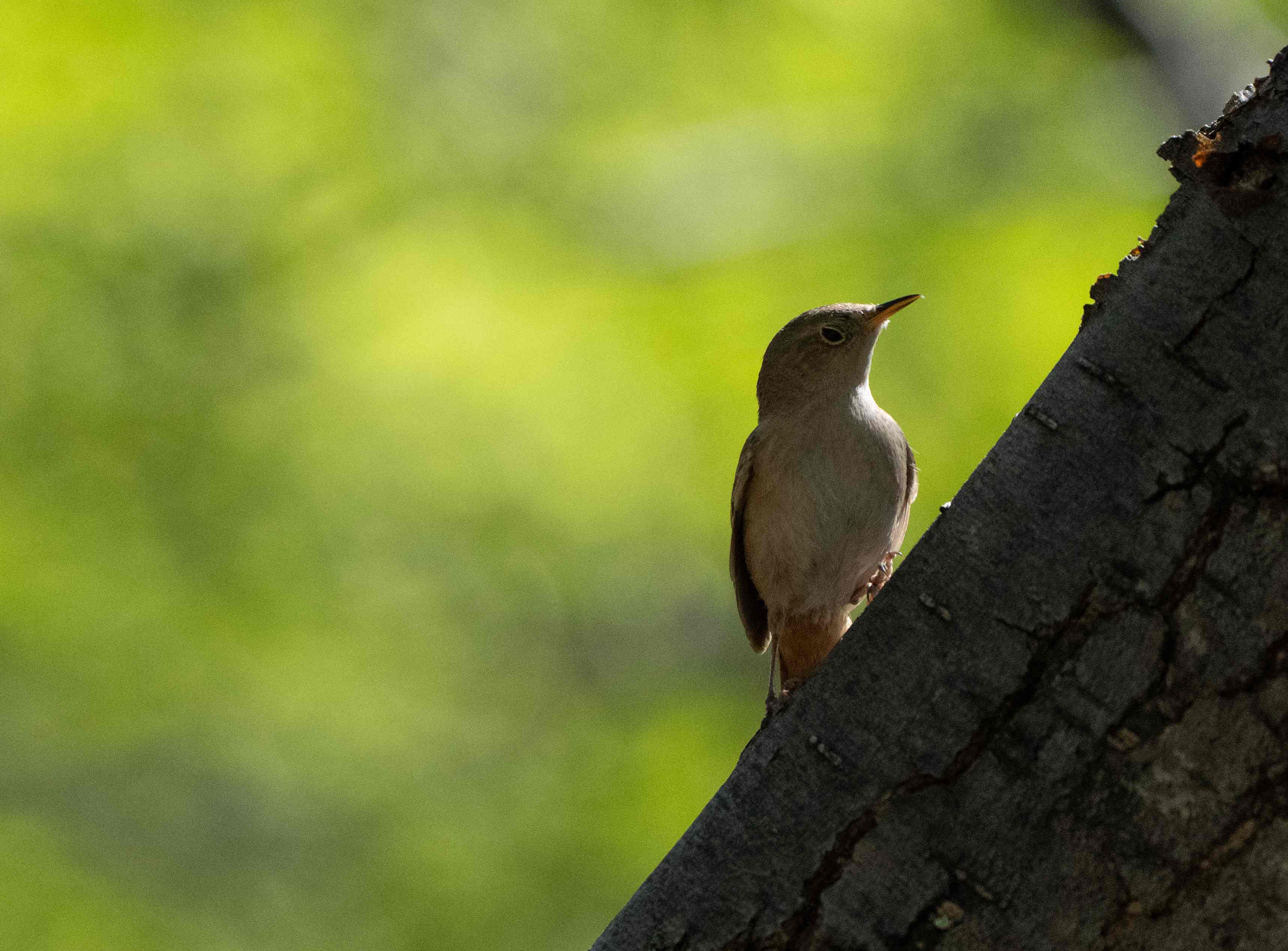 House Wren