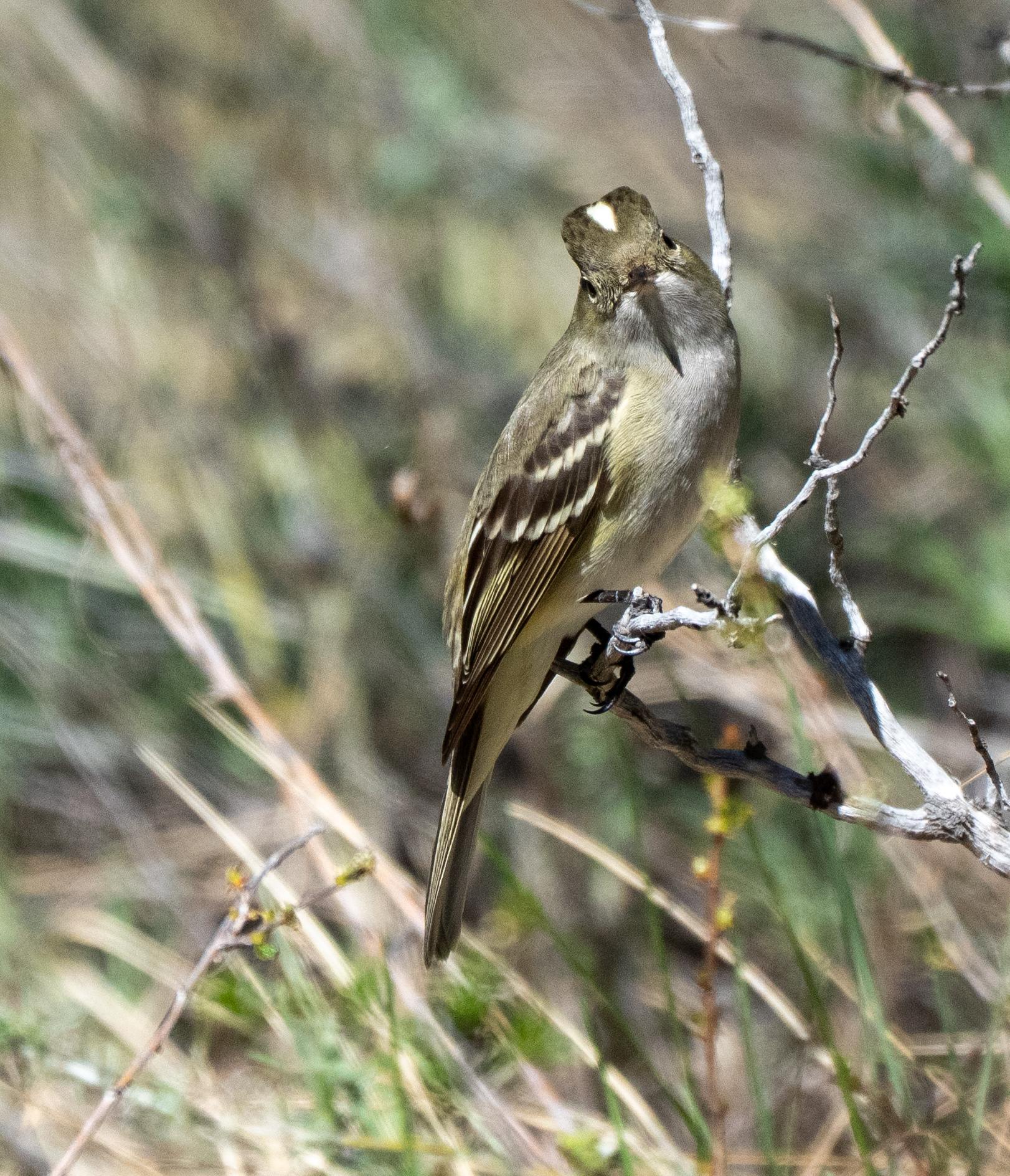 White-crested Elaenia