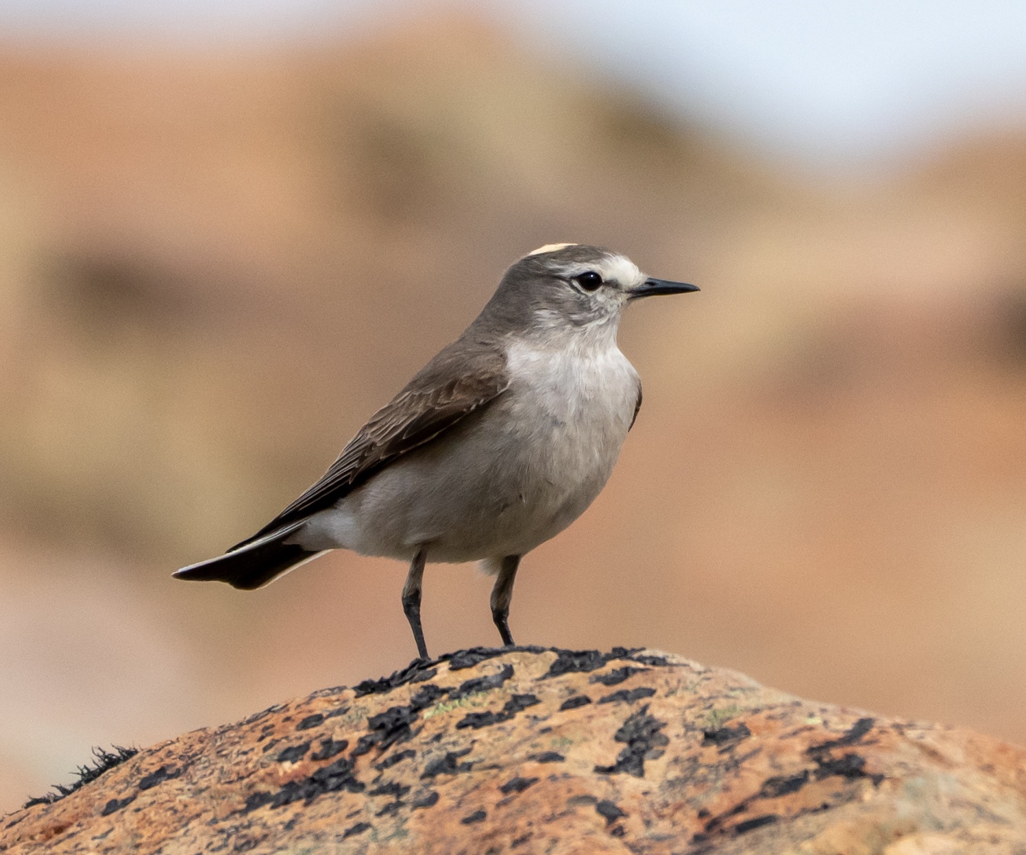 Ocra-napped Ground Tyrant