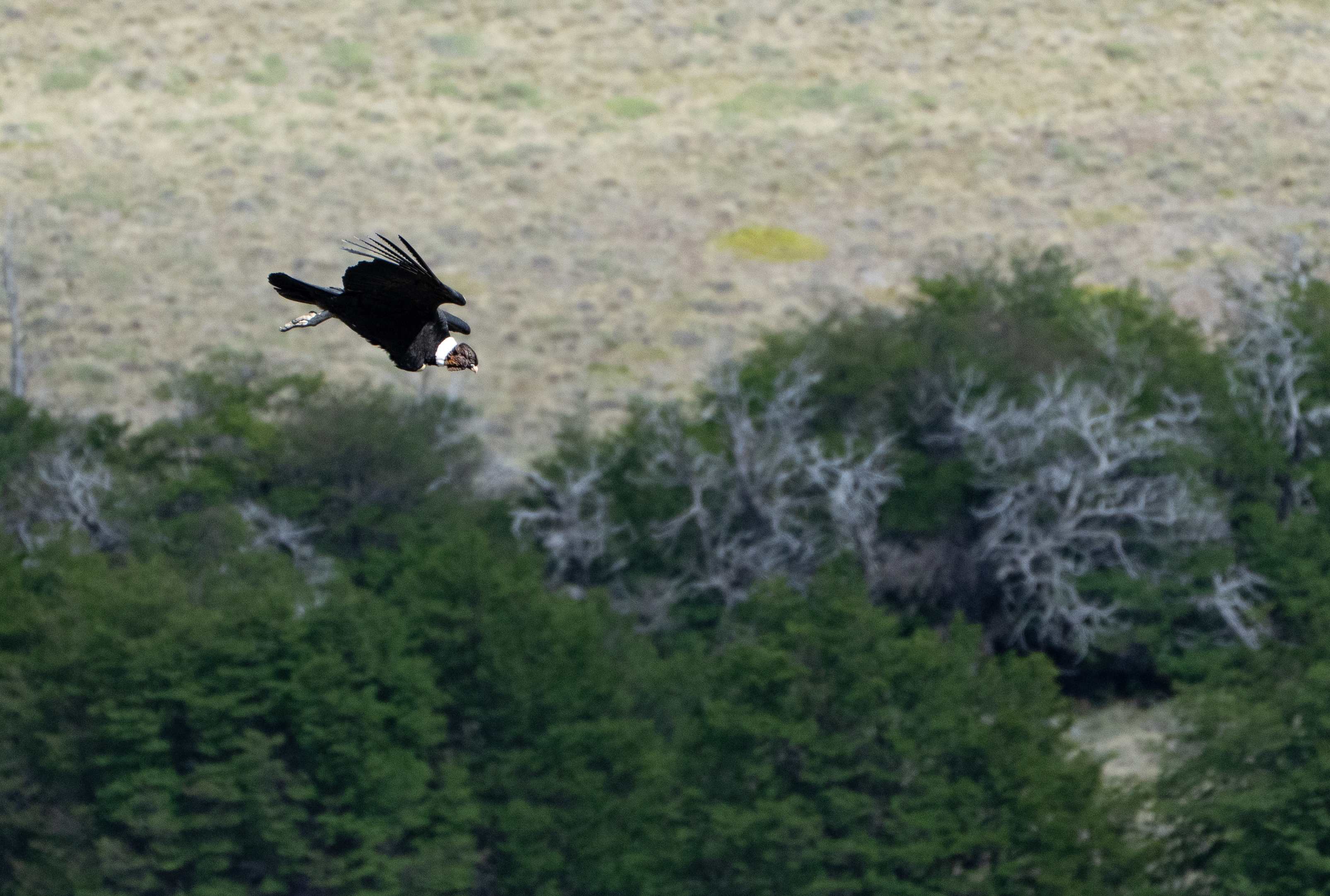 Andean Condor coming into land