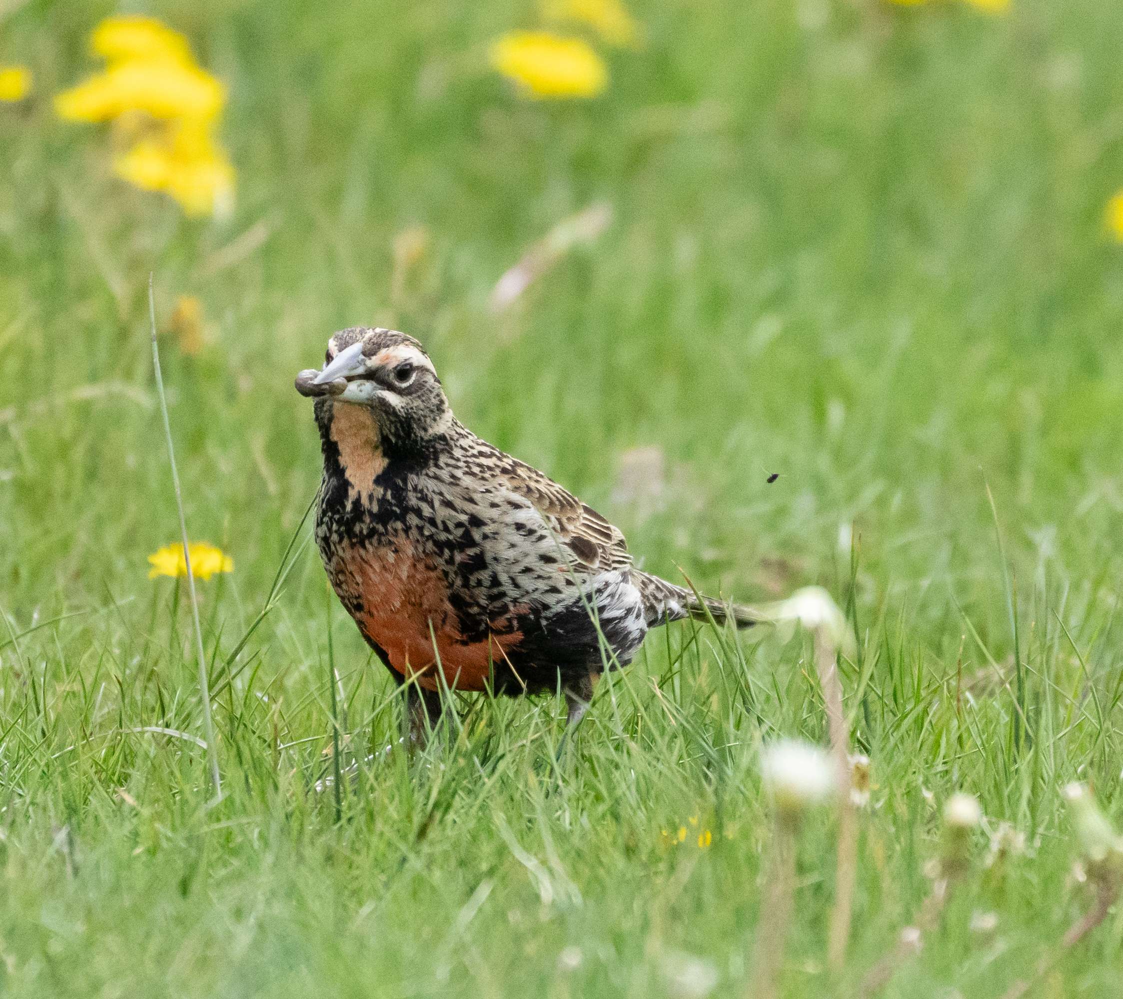 Long-tailed Meadowlark with grub