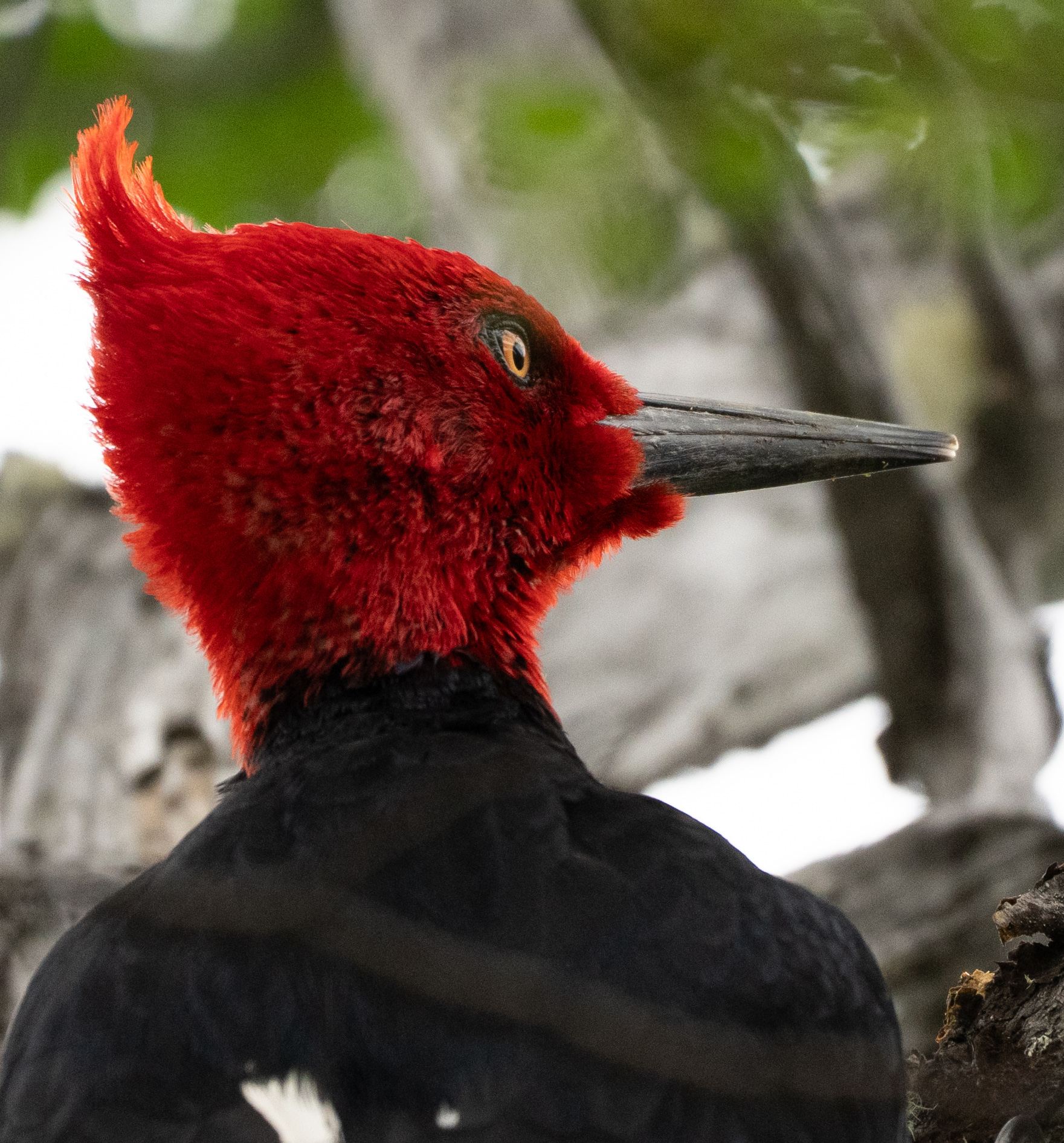 Magellanic Woodpecker male