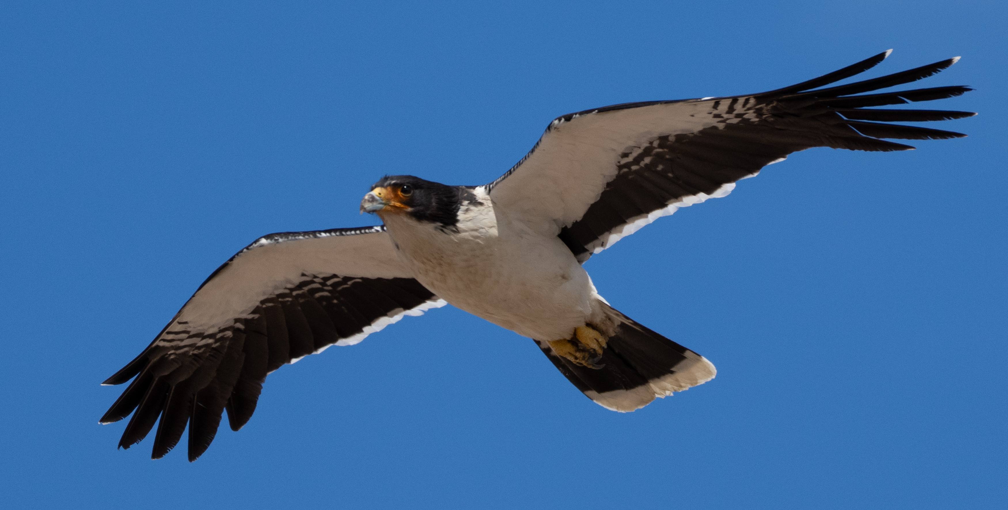 White-throated Caracara