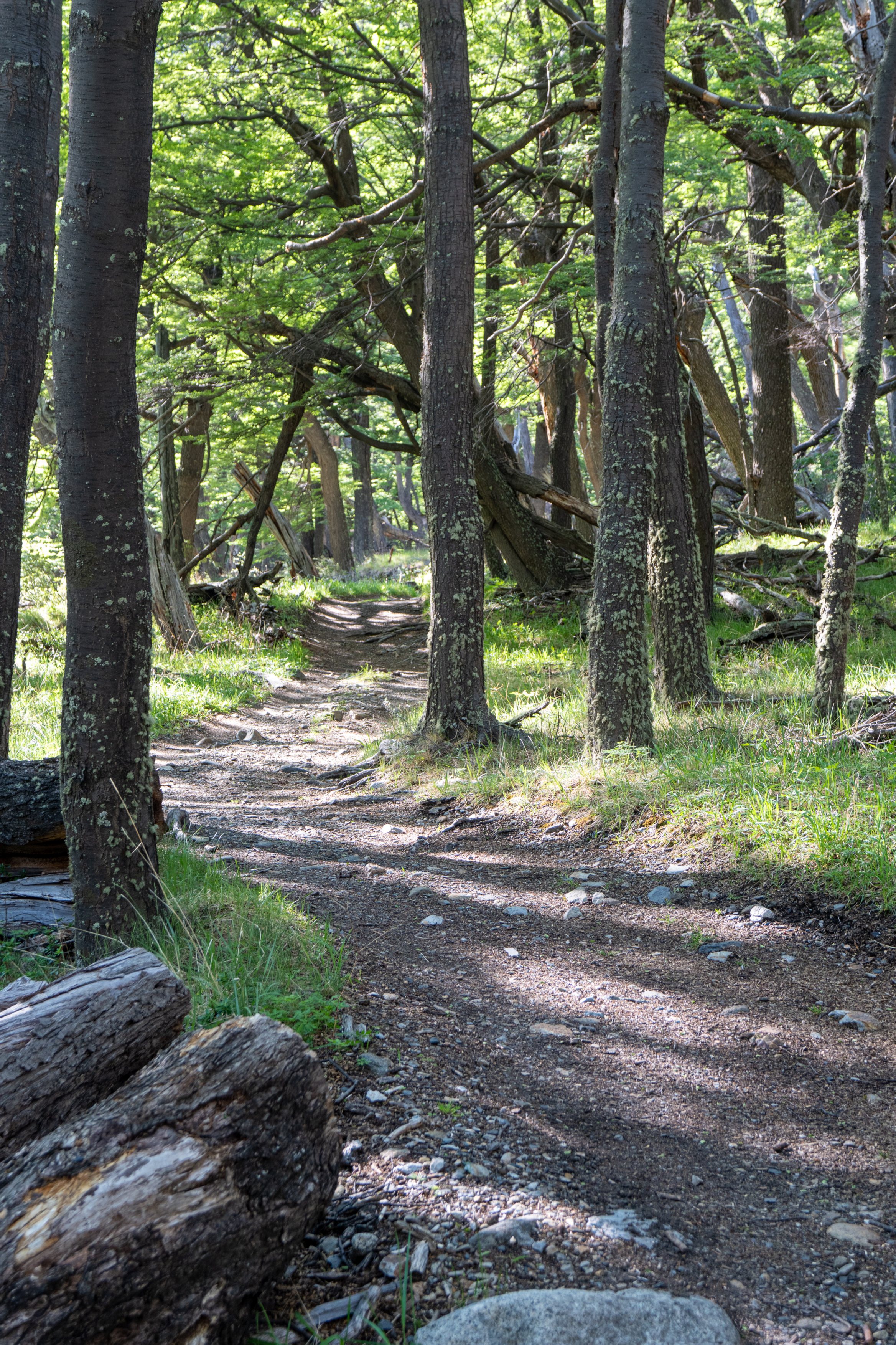 Early morning stroll through the forest
