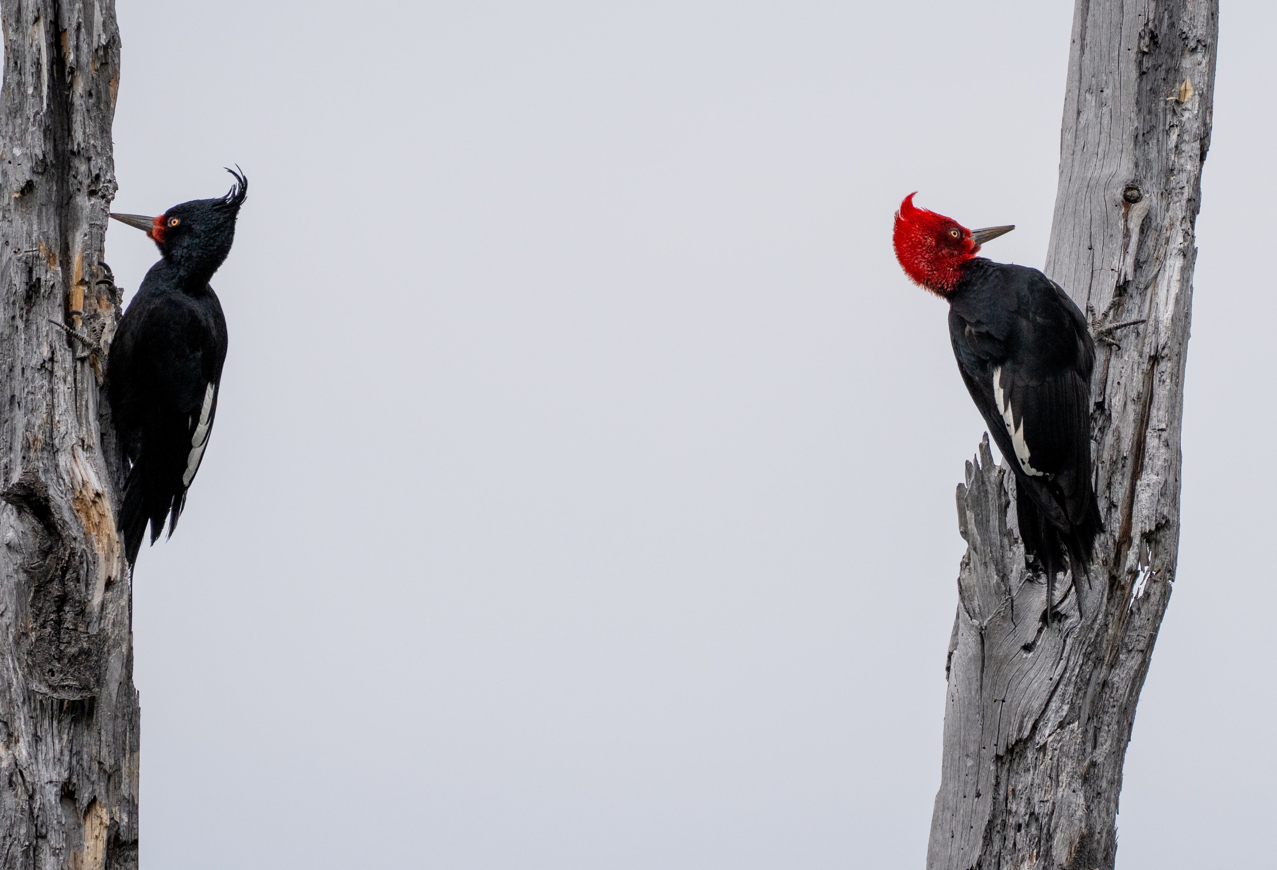 Magellanic Woodpecker pair