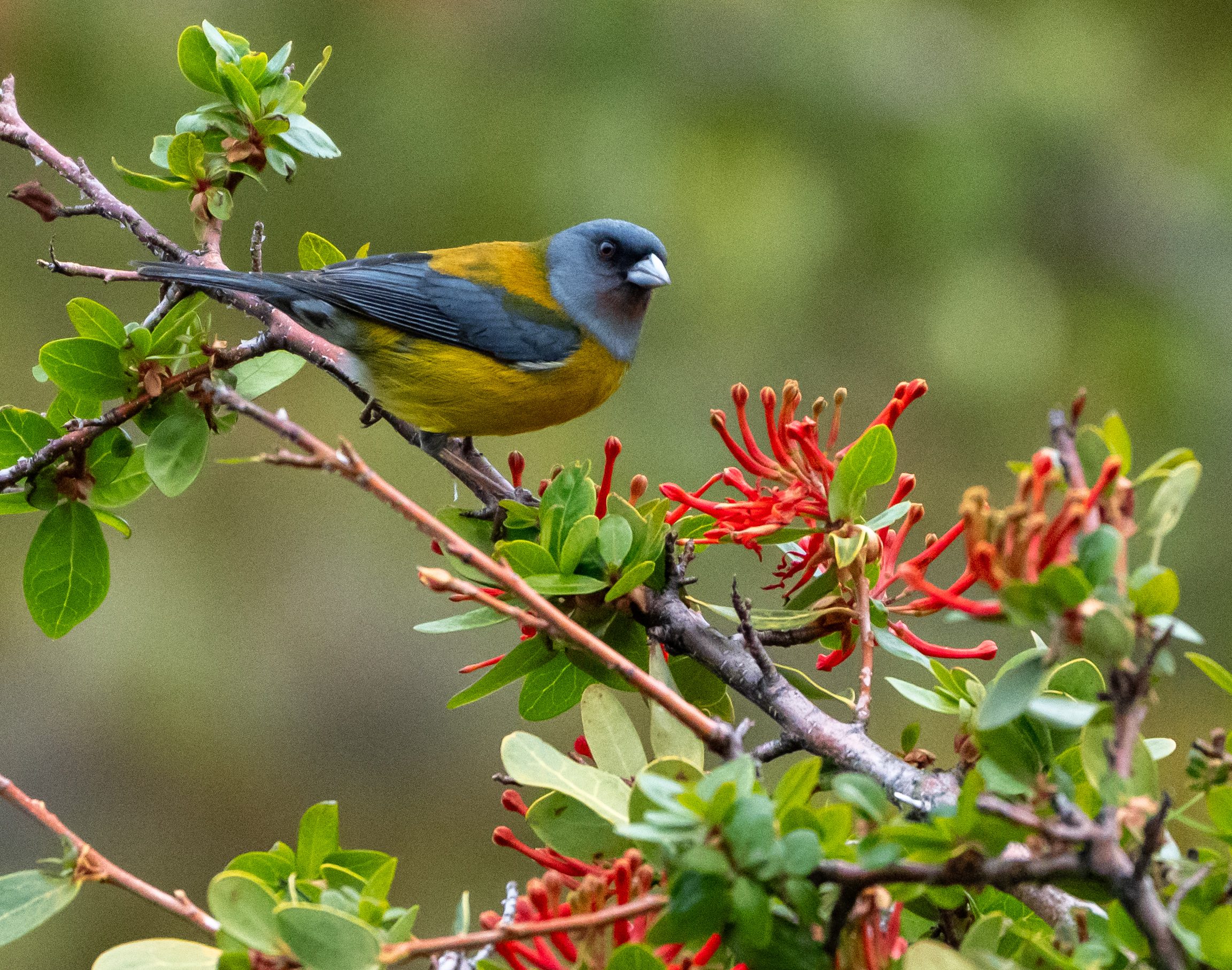 Patagonian Sierra Finch