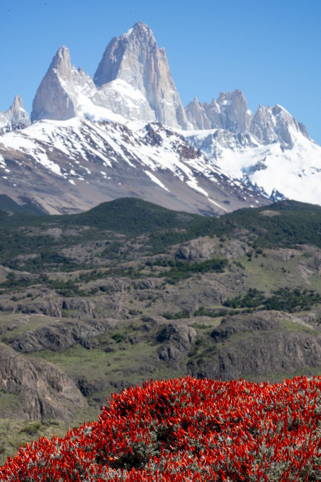Fitzroy and Firebush
