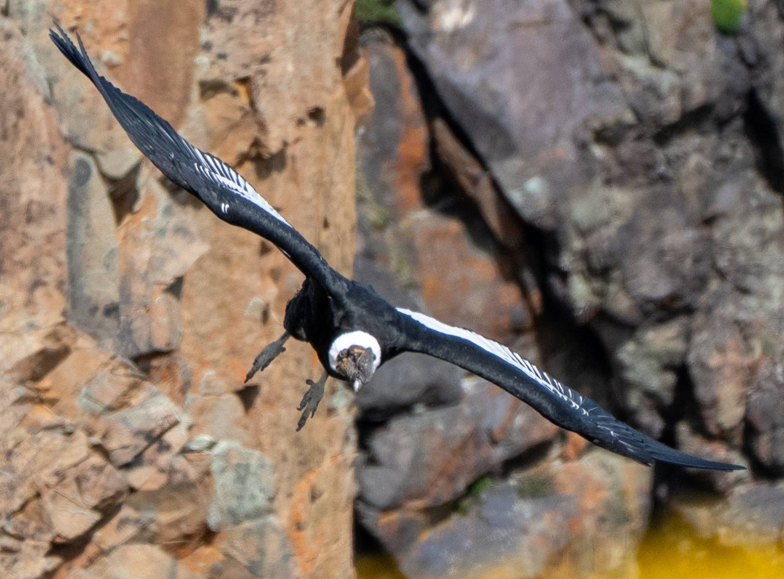 The Condor's Call, A Test of Patience in Patagonia (Part 2)